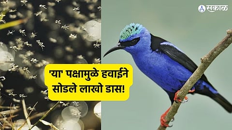 saving hawaii's honeycreepers mosquito release