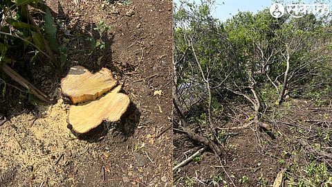 Cutting & Stolen Sandalwood Tree