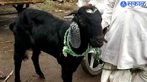 bakari eid