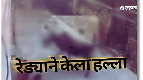 : बकरी ईदसाठी आणलेल्या रेड्याने घातला धुमाकूळ, नागरीकांवर केला हल्ला