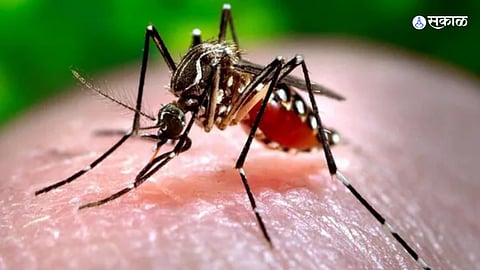 Zika Virus
