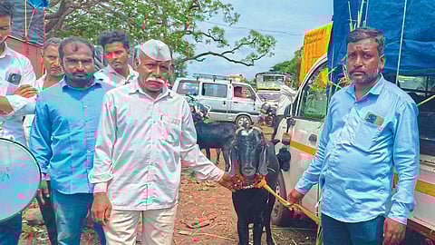 Goat in Peth Vadgaon Market