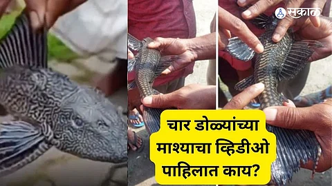 Assam : Karimganj Residents Discover Rare Four-Eyed Fish Amid Flood Waters
