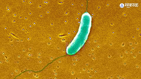 Flesh-Eating Bacteria