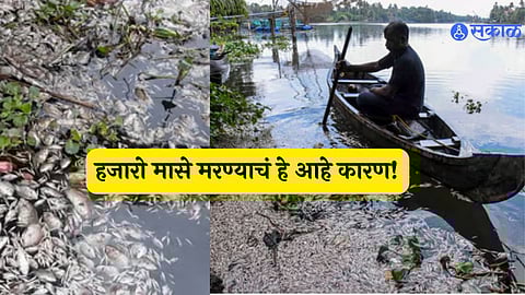 Fish Kills in Kerala: A Scientific Perspective on Oxygen Depletion and Pollution