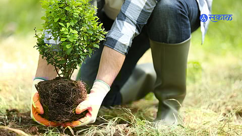 Planting