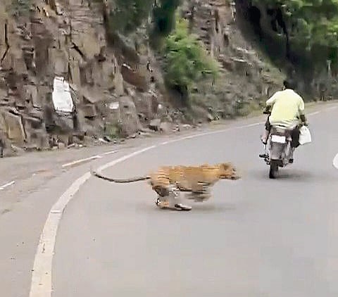 दिवे घाटात दिवसा बिबट्याचे दर्शन