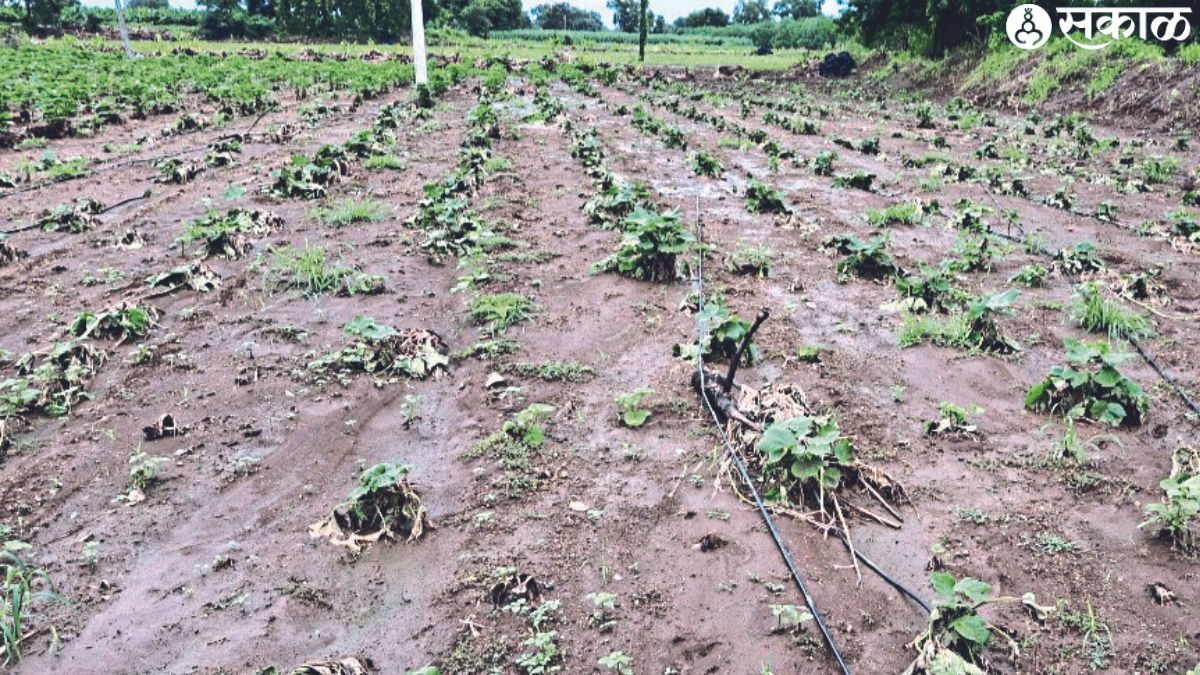 Damage to Bhagwati Kast's farm along Vadgaon road