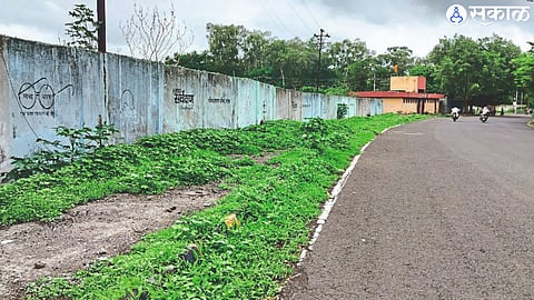 Grass overgrown on footpath adjacent to main road.