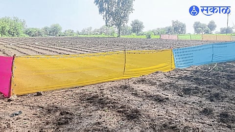 Fabric fencing for protection of established onion nurseries.