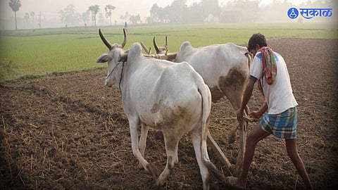 Maharashtra Krishi Din
