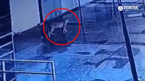 leopards Spotted in prozone Mall CCTV Footage chhatrapati sambhajinagar
