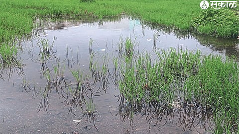 Rain water accumulated on an open plot in Lakshminagar on Dheku road.