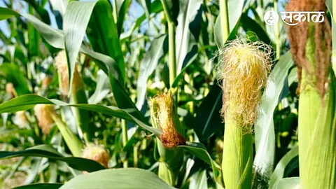 Maize