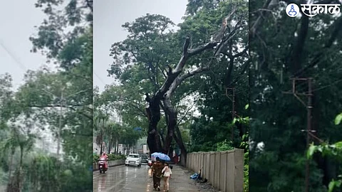 municipality neglects trees that fall anytime lives of students are in danger Ulhasnagar school