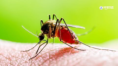 मोखाडा तालुका डेंग्युच्या विळख्यात, खाजगी दवाखाने हाऊसफुल्ल
