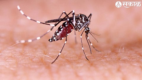 mosquitoe