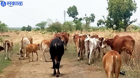 Animals destroying crops in farm fields.