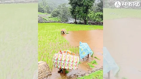 Due to the rains, paddy cultivation work is going on in the villages of Bhanwad, Ware, Vanare in the western part