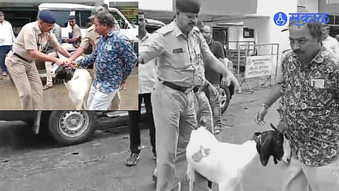 Kalyan प्राण्याचे रुग्णालय नाही म्हणून मनपाच्या मुख्यालयातच आणली आजारी बकरी!