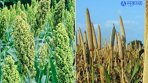 Sorghum, millet