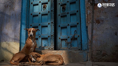 26 stray dogs died after denied feeding FIR against two