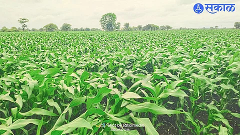 Due to intermittent rains, the maize crop has grown vigorously in the field of farmer Pramod Patil.