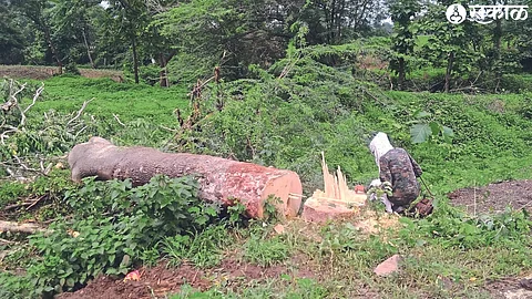 A cut tree of Maharukh variety near Shemalya village on Palasner-Boradi road. Forest employee Sunita Pawra while inspecting it