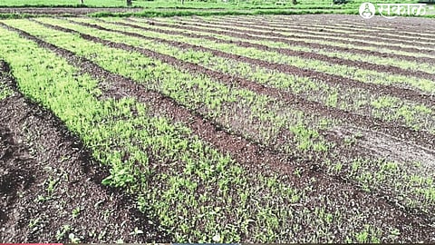 Vacant agricultural land reserved for onion cultivation in Yuvraj Mali's farm. In the second photo, an onion plant in Arvind Devare's farm in Chinchwe.