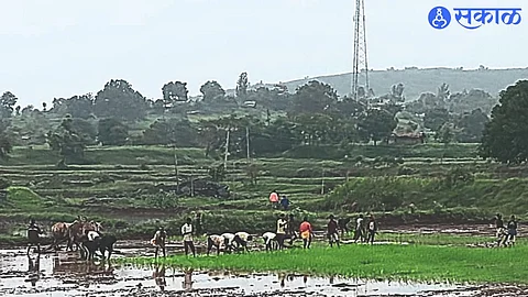 During cultivation of the field for cultivation of transplanted rice in the area.
