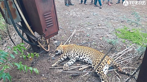 Leopard killed by electric shock in Hitra