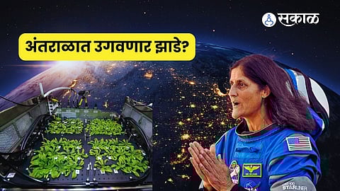 Sunita Williams Conduct Plant Watering Experiments in iis Space Station