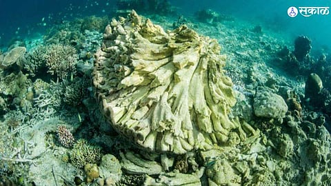 प्रवाळ परिसंस्था धोक्याच्या छायेत