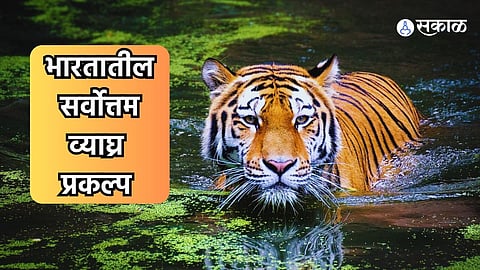 International Tiger Day 2024