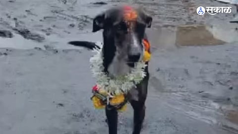 Lost dog maharaj travels 250 km to return home