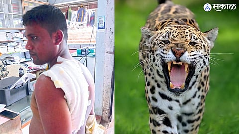 Akola Leopard Attack