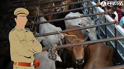Police Rescued Cattles