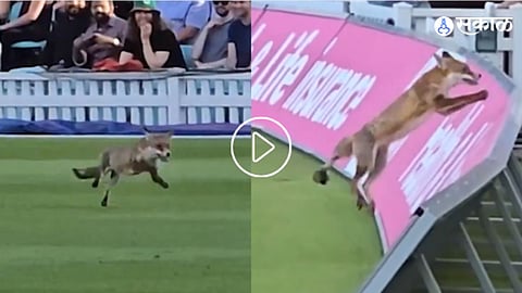 Fox Appearance at T20 Blast Cricket Match