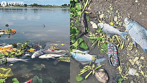 Dead fish in Merun Lake.