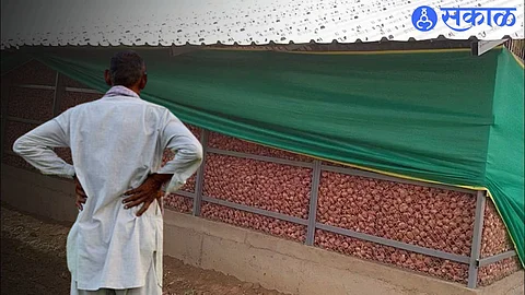 onion chawl farmer
