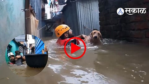 rescue team save animal