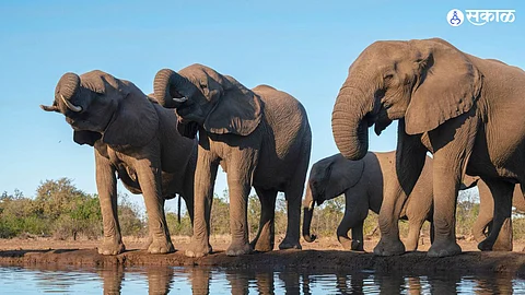 Death of Elephants