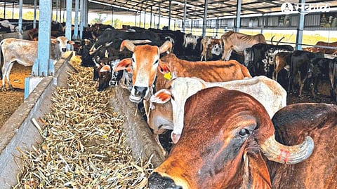 Cows admitted to Ujjwal Goshala.