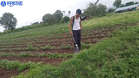 Young farmer spraying herbicide in Deurchamatha Shivara.