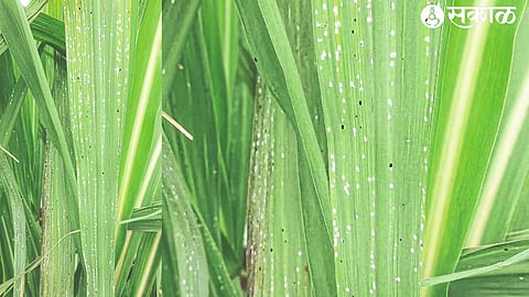 Whitefly observed on sugarcane crop.