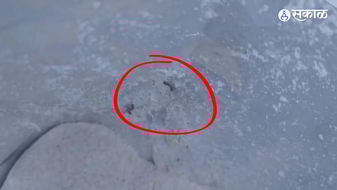 Larvae found in baby food packets of a reputed company in Amravati Latest Marathi News rak94