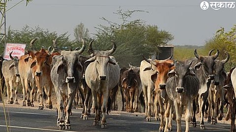 Livestock Census