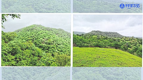 Satpura area is full of lush greenery.