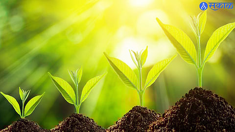 वनस्पतींच्या विविधतेवर परिणाम