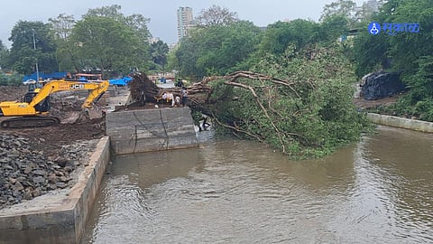 Ambarnath: वालधुनी नदी किनाऱ्यावरील जुने पिंपळाचे वृक्ष कोसळले ! नागरीकांचा संताप
